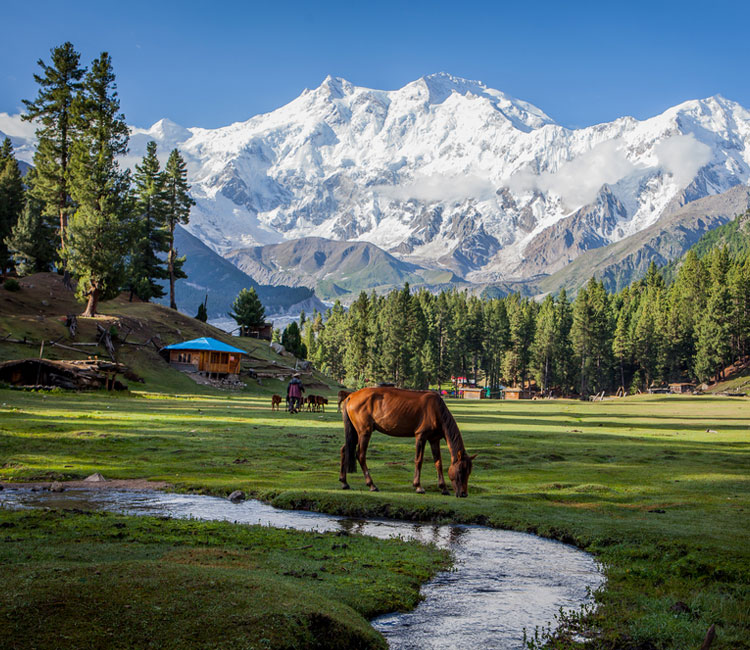 fairy meadows